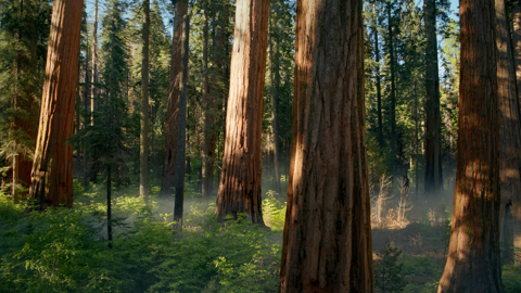 Sequoia Morning - macOS Sequoia (macOS 15.0) の壁紙:画像2