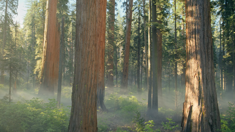 Sequoia Sunrise - macOS Sequoia (macOS 15.0) の壁紙:画像3