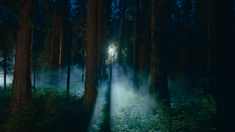 Sequoia Night - macOS Sequoia (macOS 15.0) の壁紙:画像4