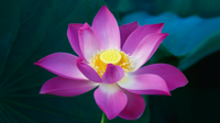OS X El Capitan (OSX 10.11) の壁紙:画像36