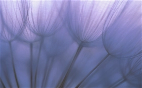 Mac OS X v10.4 Tiger の壁紙:画像9