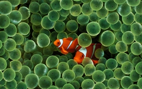 Mac OS X v10.4 Tiger の壁紙:画像10