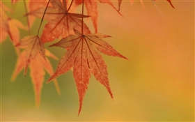 Mac OS X v10.4 Tiger の壁紙:画像14