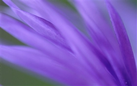 Mac OS X v10.4 Tiger の壁紙:画像19