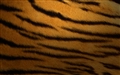Mac OS X v10.4 Tiger の壁紙:画像42