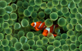 Mac OS X v10.5 Leopard の壁紙:画像48
