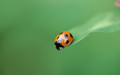 Mac OS X v10.5 Leopard の壁紙:画像60