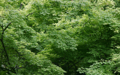 Mac OS X v10.5 Leopard の壁紙:画像63