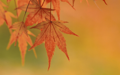 Mac OS X v10.5 Leopard の壁紙:画像66