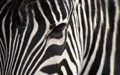 Mac OS X v10.5 Leopard の壁紙:画像81