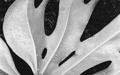 Mac OS X v10.6 Snow Leopard の壁紙:画像48