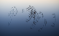 Mac OS X v10.6 Snow Leopard の壁紙:画像52