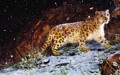 Mac OS X v10.6 Snow Leopard の壁紙:画像59