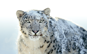 Mac OS X v10.6 Snow Leopard の壁紙:画像22