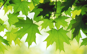 Mac OS X v10.6 Snow Leopard の壁紙:画像26