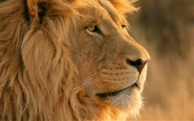 Mac OS X Lion (Mac OS X 10.7) の壁紙:画像14
