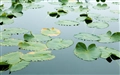 Mac OS X Lion (Mac OS X 10.7) の壁紙:画像27