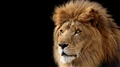 Mac OS X Lion (Mac OS X 10.7) の壁紙:画像32
