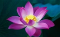 Mac OS X Lion (Mac OS X 10.7) の壁紙:画像37