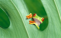 OS X Mountain Lion  (OS X 10.8) の壁紙:画像22