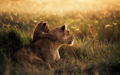 OS X Mountain Lion  (OS X 10.8) の壁紙:画像64