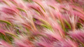 OS X Mavericks (OS X 10.9) の壁紙:画像16