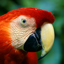 Mac OS Xのアカウント画像はどこに保存されているのか (デフォルトアカウント画像の保存先):画像4