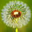 Mac OS Xのアカウント画像はどこに保存されているのか (デフォルトアカウント画像の保存先):画像8
