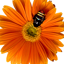 Mac OS Xのアカウント画像はどこに保存されているのか (デフォルトアカウント画像の保存先):画像9