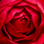 Mac OS Xのアカウント画像はどこに保存されているのか (デフォルトアカウント画像の保存先):画像12