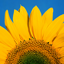 Mac OS Xのアカウント画像はどこに保存されているのか (デフォルトアカウント画像の保存先):画像13