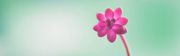 Windows 10 Insider Preview 18282.1000 の壁紙:画像9