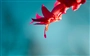 Windows 10 の壁紙:画像56