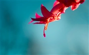 Windows 10 version 1903 の壁紙:画像7