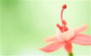 Windows 10 version 1903 の壁紙:画像11