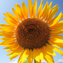 Windows7のアカウント画像はどこに保存されているのか (デフォルトアカウント画像の保存先):画像26