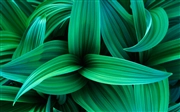 Windows 7 の壁紙:画像22