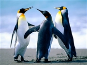 Windows 7 の壁紙:画像36