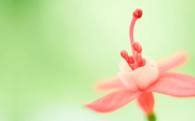 Windows 8.1 の壁紙:画像26