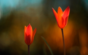 Windows 8.1 の壁紙:画像12
