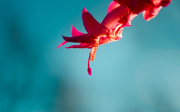 Windows 8 の壁紙:画像8