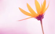 Windows 8 の壁紙:画像9