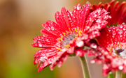 Windows 8 の壁紙:画像36