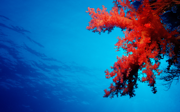 Windows 8 の壁紙:画像40