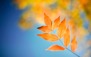 Windows 8 の壁紙:画像27