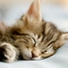 Windowsのユーザーアカウント画像はどこにあるのか:画像22
