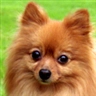 Windowsのユーザーアカウント画像はどこにあるのか:画像35
