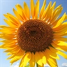 Windowsのユーザーアカウント画像はどこにあるのか:画像38