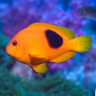 Windowsのユーザーアカウント画像はどこにあるのか:画像39