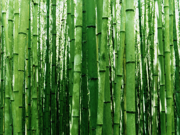 Windows Vista の壁紙:画像12